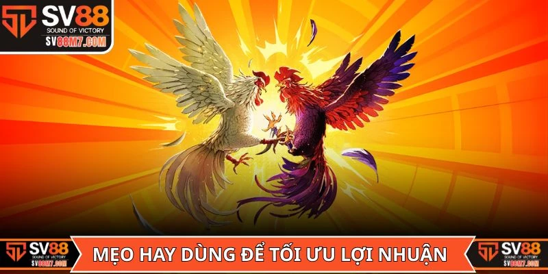 Mẹo hay dùng để tối ưu lợi nhuận khi tham gia kèo Bồ gà Tonhon