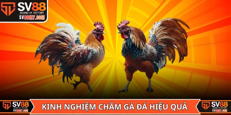 Tầm quan trọng của các kinh nghiệm chăm gà đá hiệu quả